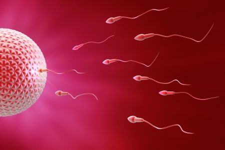 Sperm and egg Fecundationの写真素材