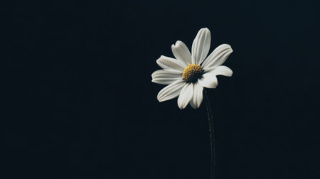 A solitary daisy flower in full bloom, elegantly showcased against a sleek black background.の素材