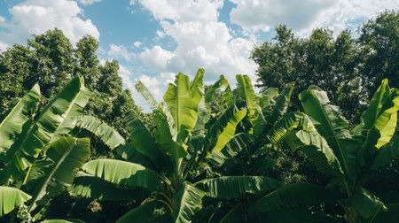 Top view of a thriving banana plantation with evenly spaced trees under a partly cloudy sky.の素材