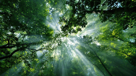 Explore the breathtaking beauty of a serene forest where sunlight gracefully filters through tall trees, creating an inviting and peaceful atmosphere in nature.の素材