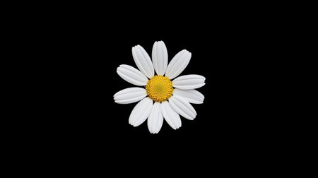 A classic white daisy with bright yellow center, simple and timeless.の素材