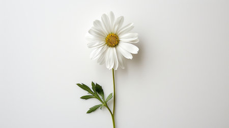 A pristine white daisy, with its stem and leaves spread out, positioned flat against a white background, highlighting its simplicity.の素材