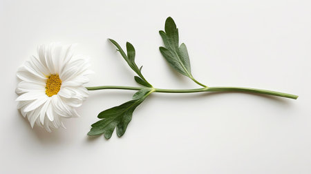 A pristine white daisy with its stem and leaves spread out, lying flat against a white background, symbolizing purity.の素材