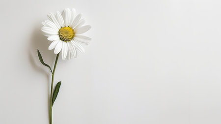 Flat lay of a beautiful white daisy, with its stem and leaves spread out on a white background, showcasing its simplicity.の素材