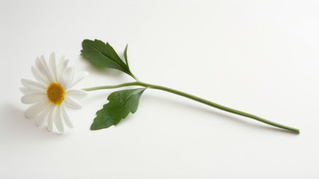 Delicate white daisy with its stem and leaves extended, lying flat against a white background, capturing its charm.の素材