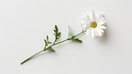 Delicate white daisy with its stem and leaves extended, lying flat against a white background, capturing its charm.の素材