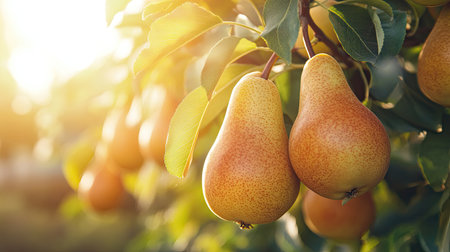 Closeup of fresh pears hanging on a tree with a sunny blurred background, showcasing natural beauty and ripeness.の素材