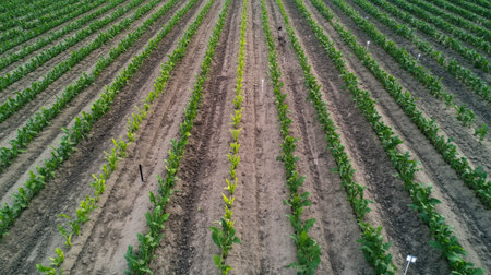 Aerial drone shot of crop rows with different growth stages, monitored by AI.の素材