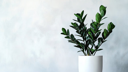 A Zamioculcas zamiifolia 'Raven' plant in an elegant white pot, with shiny, thick black leaves that stand out against a clean background, showcasing the plantの素材