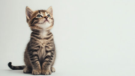 A playful kitten sitting on a white background, looking up with curiosity. The image has ample copy space for text or brandingの素材