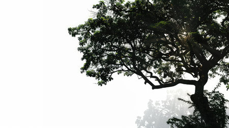 Majestic rainforest tree casting a wide shadow, with an abstract white background that highlights its towering presence and lush foliage.の素材