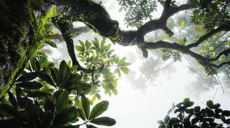 A giant rainforest tree providing ample shade, set against an abstract white background. The image captures the grandeur and tranquility of nature.の素材