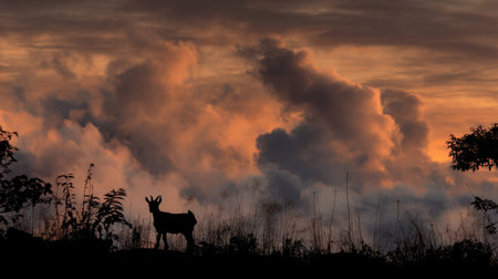 This stunning image captures the silhouette of a goat against a vibrant sunset sky filled with clouds. A tranquil evening scene that showcases the beauty of nature and wildlife.の素材