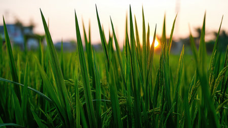 A serene view of lush green rice plants bathed in golden light during sunset, showcasing nature's beauty in a peaceful rural setting. Ideal for agricultural themes.の素材