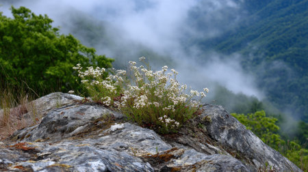 A serene view of white wildflowers blooming on a rocky outcrop, with mist-covered mountains in the background, illustrating the beauty of nature and tranquility.の素材