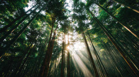 Experience the serene beauty of nature with rays of sunlight peeking through tall trees in a lush green forest, creating a tranquil and peaceful atmosphere.の素材