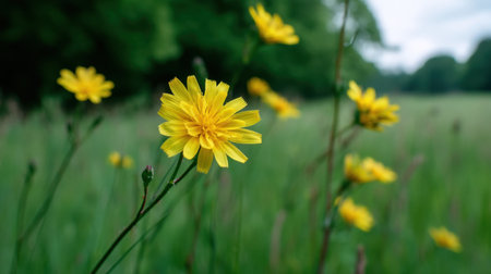 Captivating yellow wildflower shines against a soft focus background of lush greenery, symbolizing nature's beauty and the vibrant essence of springtime.の素材