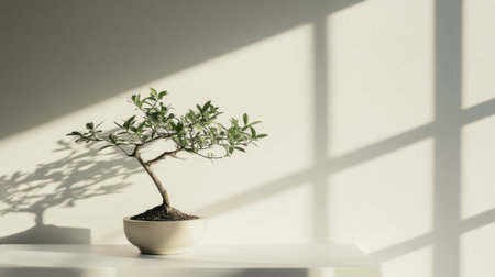 A peaceful indoor setting with a bonsai tree on a white table, complementing a minimalist aesthetic.の素材