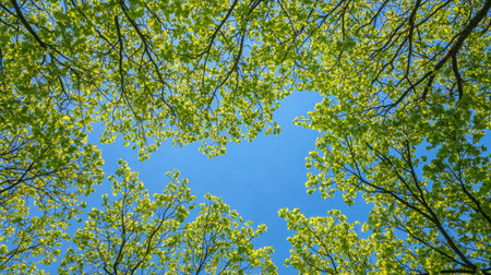 Expansive blue sky with vibrant green tree branches gently framing the top, leaving plenty of room for text or graphics.の素材