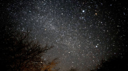 Experience the mesmerizing beauty of a star-filled night sky, where countless stars twinkle above dark silhouetted trees in a serene landscape.の素材