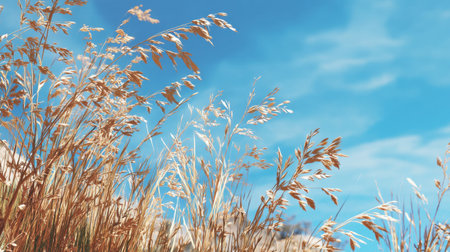 Captivating scene featuring golden grasses swaying gently beneath a bright blue sky adorned with wispy clouds, perfect for nature-themed projects.の素材