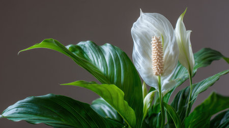 A stunning white flower showcases its beauty among vibrant green leaves, creating a serene atmosphere perfect for home decor and artistic inspiration.の素材