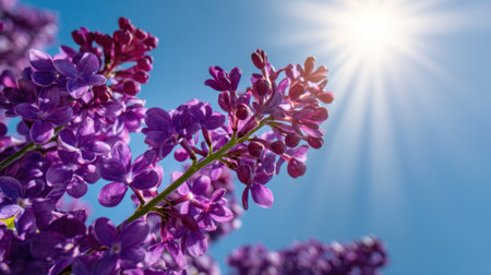 A stunning capture of lilac flowers basking in the sunlight against a clear blue sky, evoking joy and the beauty of springtime blooms.の素材