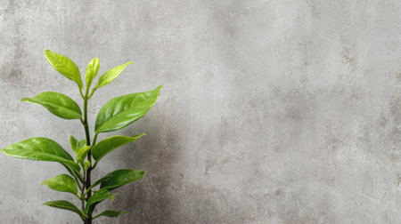 A vibrant green leafy plant stands against a textured gray background, evoking nature's beauty and promoting wellness. Ideal for interior design.の素材