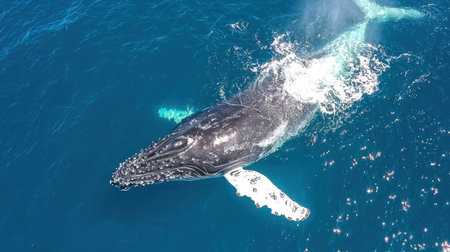 A breathtaking view of a humpback whale breaching the surface of the ocean, showcasing its grandeur and elegance in a vibrant blue sea.の素材
