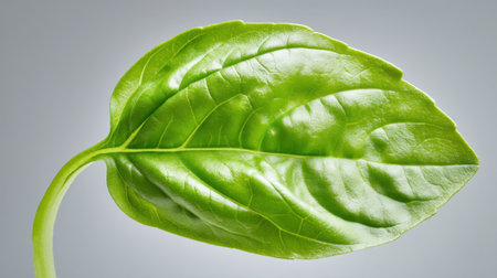 This image showcases a vivid green basil leaf, isolated on a neutral gray background. Ideal for food-related themes, it emphasizes freshness and natural appeal.の素材