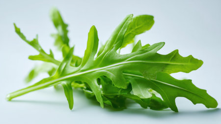 A single fresh arugula leaf isolated on a light background showcases its vibrant green color, ideal for healthy cooking and organic food.の素材