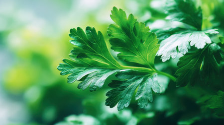 Close-up of fresh cilantro leaves showcasing vibrant green hues and delicate textures, perfect for culinary use, health, and wellness themes.の素材