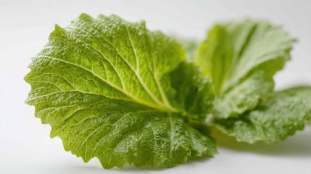 Enjoy the beauty of fresh green lettuce leaves on a light background, perfect for showcasing healthy eating, cooking, and culinary creations.の素材