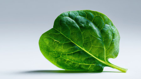 A vibrant and fresh green leaf with intricate veins, resting against a soft gray background, perfect for themes of nature, health, and wellness.の素材