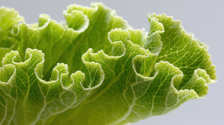 This stunning close-up image captures the intricate details of a fresh green lettuce leaf, showcasing its unique texture and vibrant color under soft natural light.の素材