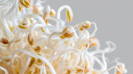 This close-up photograph showcases fresh bean sprouts with delicate white roots and vibrant green buds against a gray backdrop, perfect for culinary use.の素材
