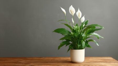 A beautiful peace lily plant displayed in a minimalistic white pot atop a rustic wooden table against a soft gray background, offering a tranquil ambiance perfect for home interior decor.の素材