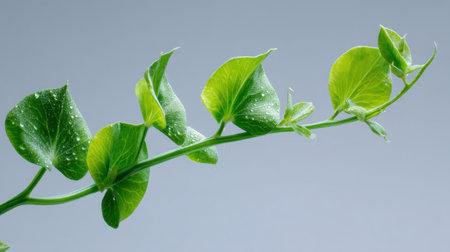 Captivating image of fresh green ivy leaves adorned with water droplets against a soft gray background, showcasing nature's beauty and elegance.の素材