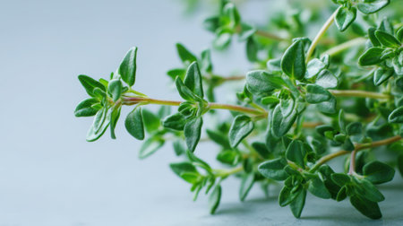 This image features fresh thyme herb with vibrant green leaves and delicate stems, perfect for culinary use and enhancing dishes. Ideal for food photography.の素材
