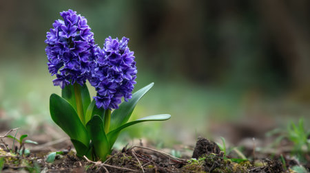 A stunning close-up of vibrant purple flowers blooming in green grass, showcasing nature's beauty and tranquility under soft natural light.の素材