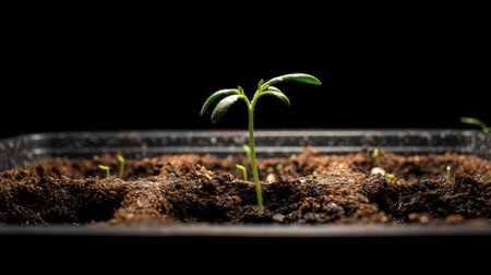 A vibrant green seedling emerges from rich soil, symbolizing new beginnings and growth. This image captures the essence of life and nature's resilience.の素材
