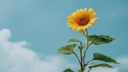 A stunning close-up of a solitary sunflower standing tall against a brilliant blue sky filled with fluffy white clouds, symbolizing happiness and warmth.の素材