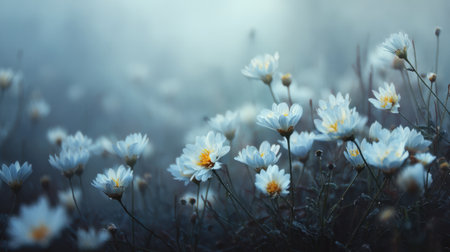 A captivating view of a serene field filled with white flowers, accentuated by dew drops, amidst a mystical fog, creating a tranquil atmosphere perfect for nature lovers.の素材