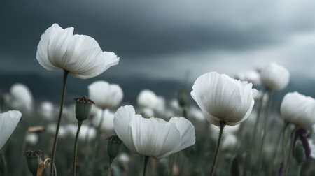A tranquil scene featuring delicate white flowers gently swaying in a field under a dramatic gray sky, embodying serene beauty in nature.の素材