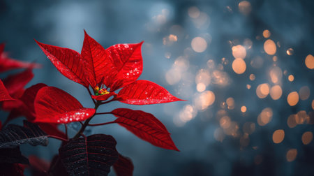 A stunning close-up of a red poinsettia flower showcasing its vibrant petals and delicate water droplets, set against a soft bokeh background.の素材