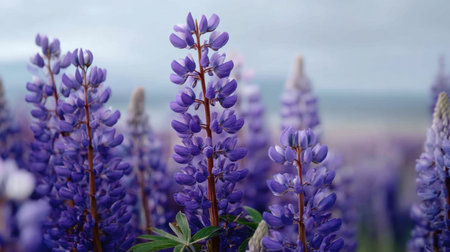 Lush purple lupin flowers create a stunning visual in a tranquil outdoor setting, showcasing nature's beauty under a soft, cloudy sky.の素材