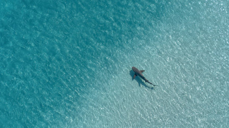 A stunning aerial perspective showcases a shark gliding effortlessly across the vibrant blue waters, revealing the natural beauty of marine life.の素材