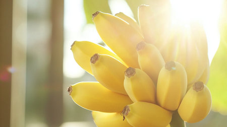 This stunning image showcases a cluster of ripe yellow bananas glowing in warm sunlight, ideal for promoting healthy eating and snack ideas.の素材