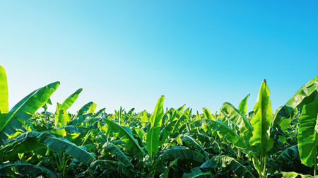 A vibrant scene showcasing expansive banana plantations under a clear blue sky, highlighting lush green leaves and agricultural beauty in nature.の素材
