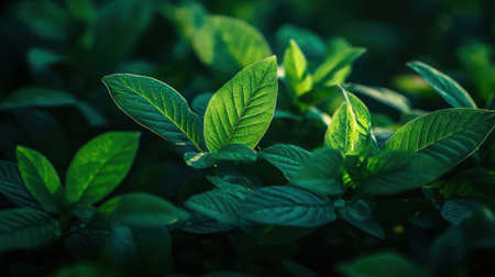 Beautiful close-up of lush green leaves illuminated by soft light, creating a serene and calming atmosphere in a natural setting.の素材